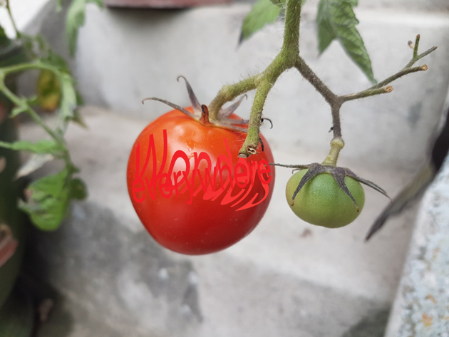 ... shiny red fruit!