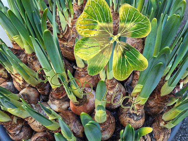 ... don't hesitate 2 fertilize!