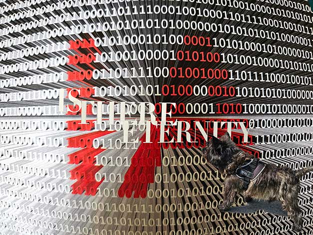 ... pigeon as comforter?