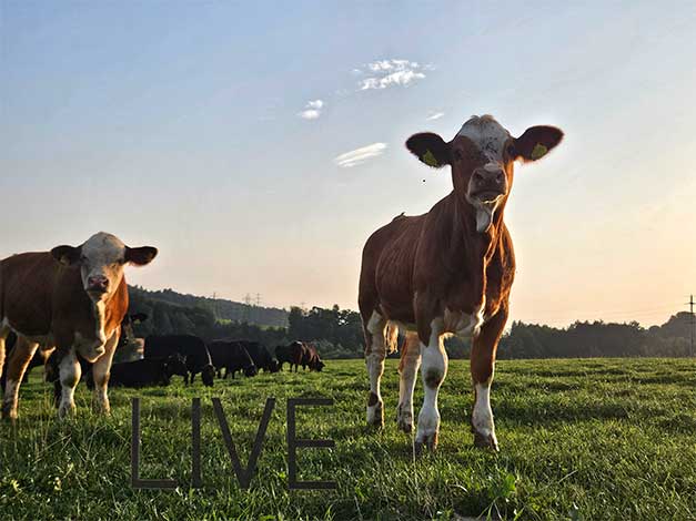 ... go 4 a easy walk!