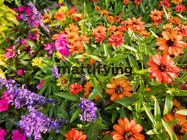 ... nice flowers!