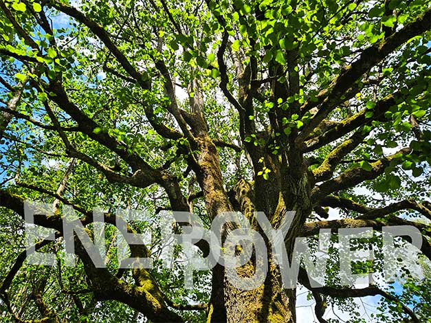 ... what a tree!