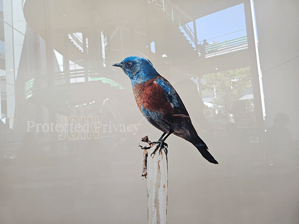 ... kingfisher!