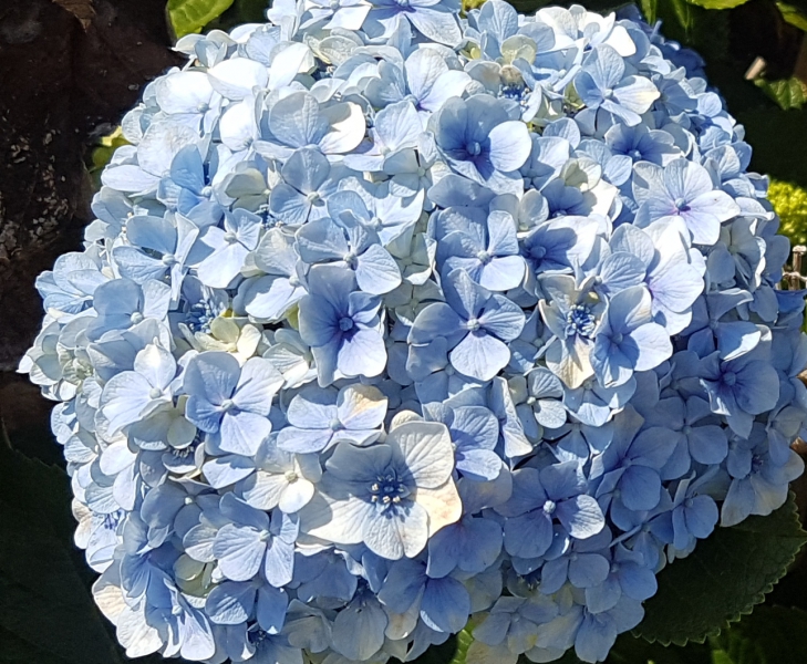 Flower walk