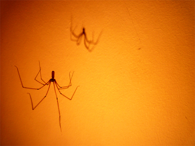 Spider walk