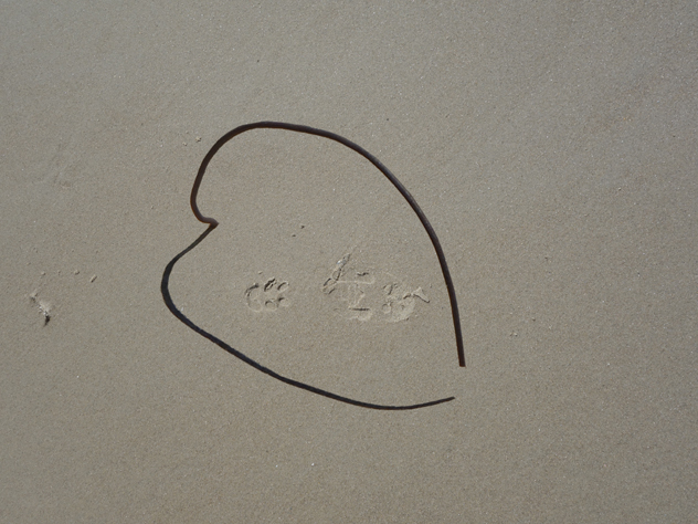 Tracing walk