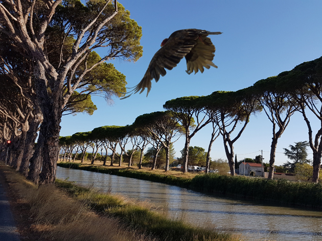 Flying walk