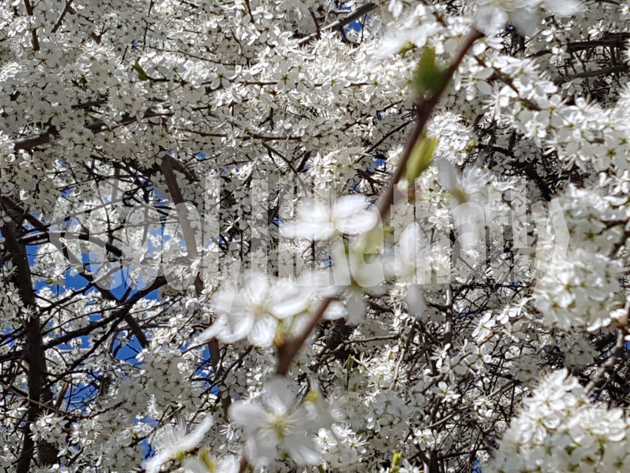 Blossomed walk