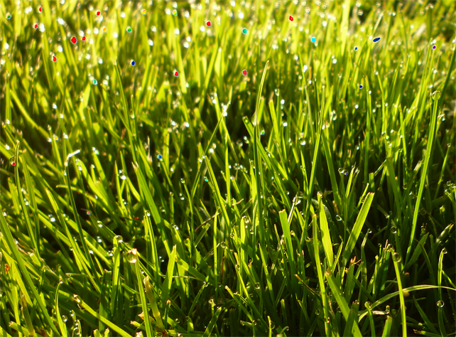 Dew walk