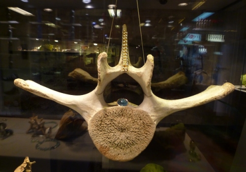 Bone walk