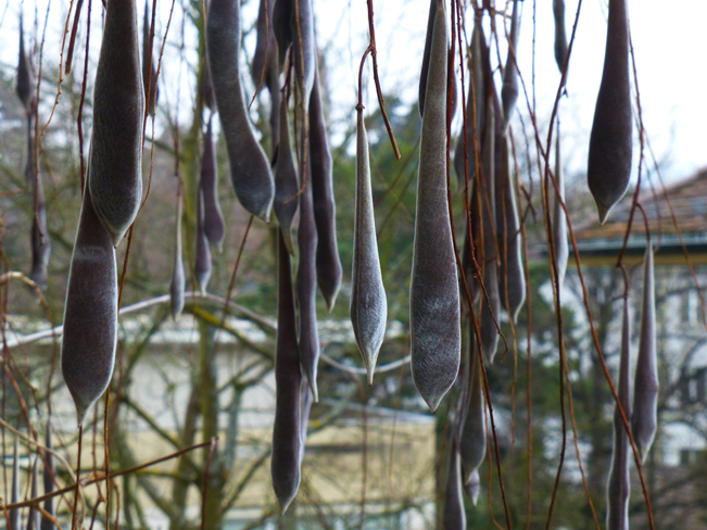 Seeds walk