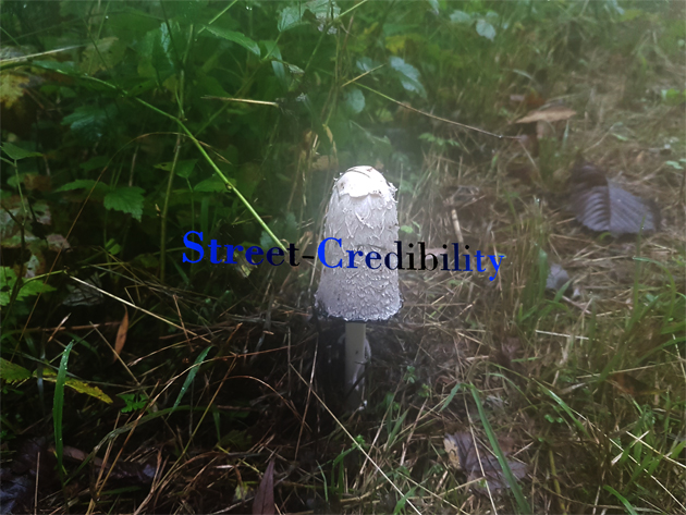Credible walk