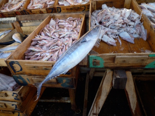 Fish walk