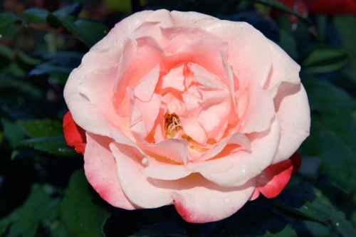 Rose walk