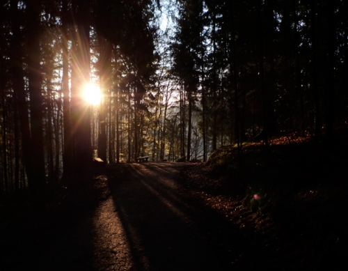 Wood walk