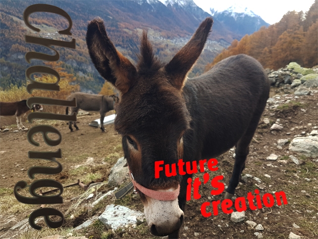 ... donkey first?