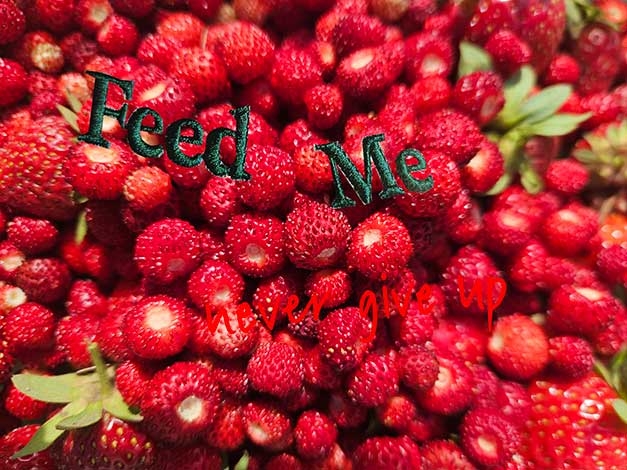 ... strawberry field ;)