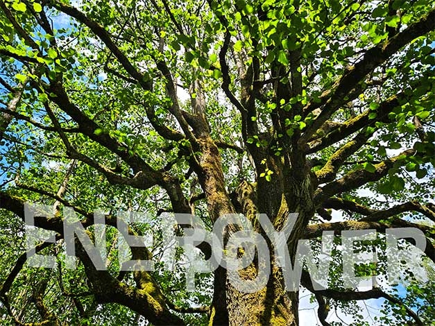... what a tree!
