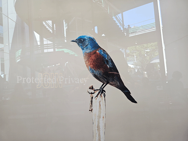 ... kingfisher!