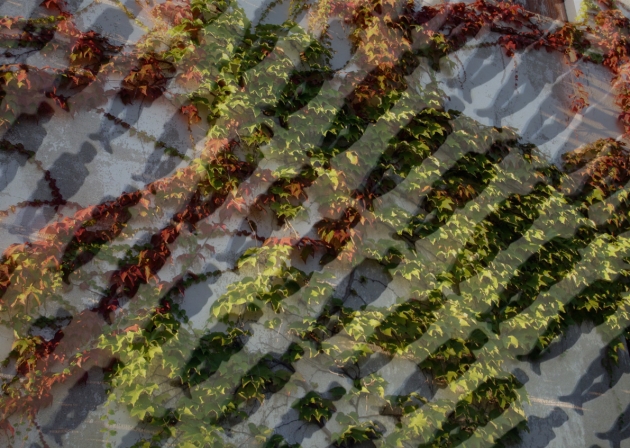 Leaf walk