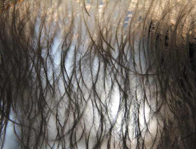 Plumes walk