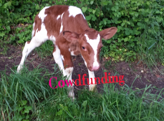 Cow walk
